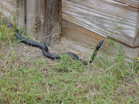 The black rat snake