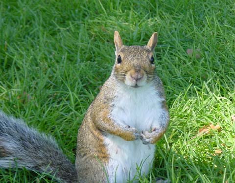 A cheeky squirrel pose